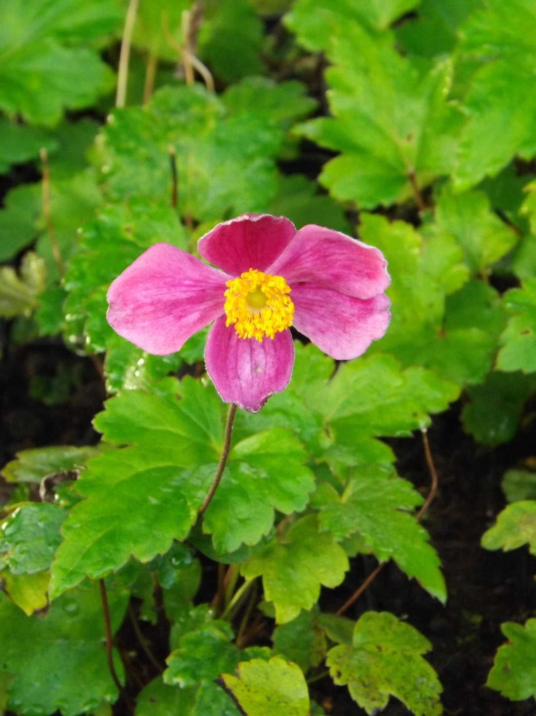 Anemone hup. 'Splendens'