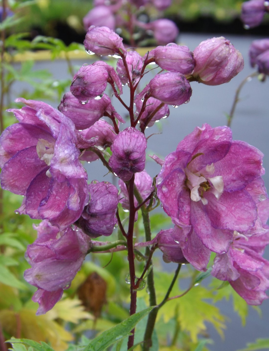 Delphinium (P) 'Astolat'