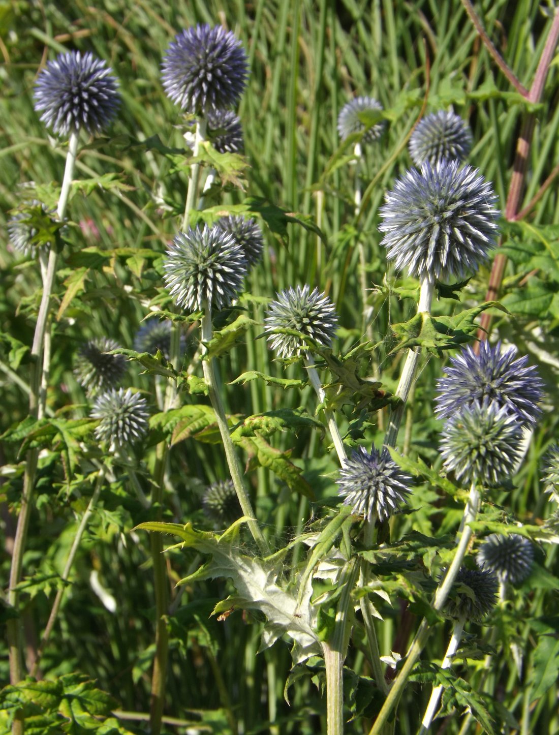 Echinops bannaticus 'Taplow Blue'