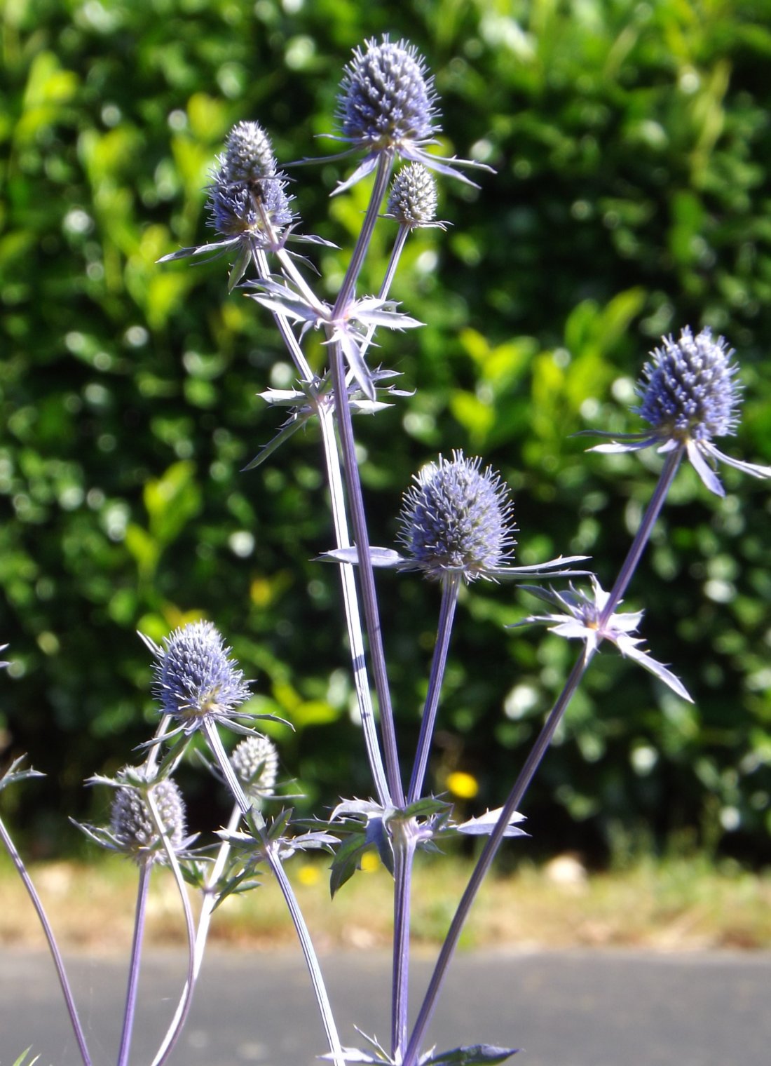 Eryngium planum