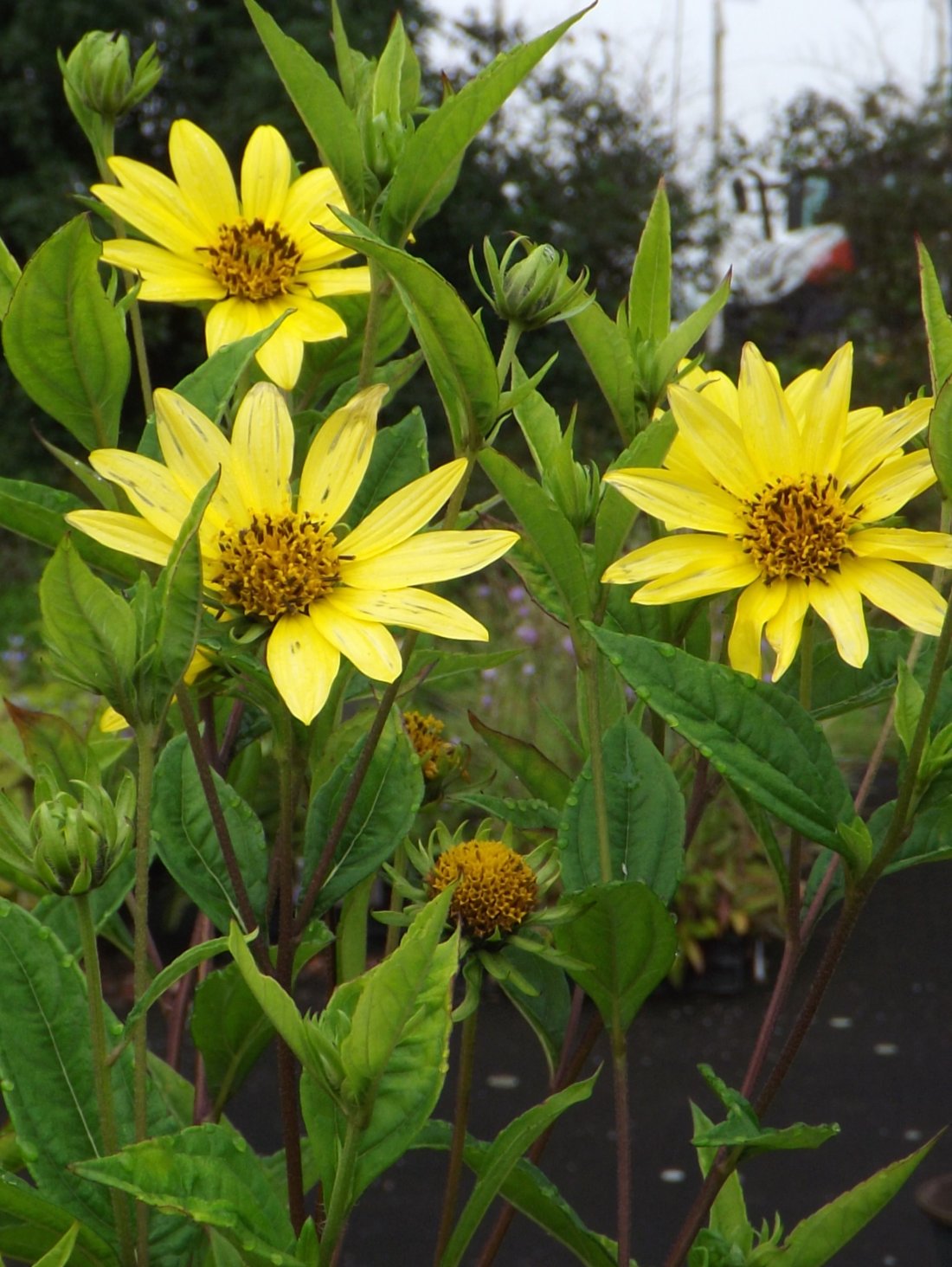 Helianthus 'Lemon Queen'