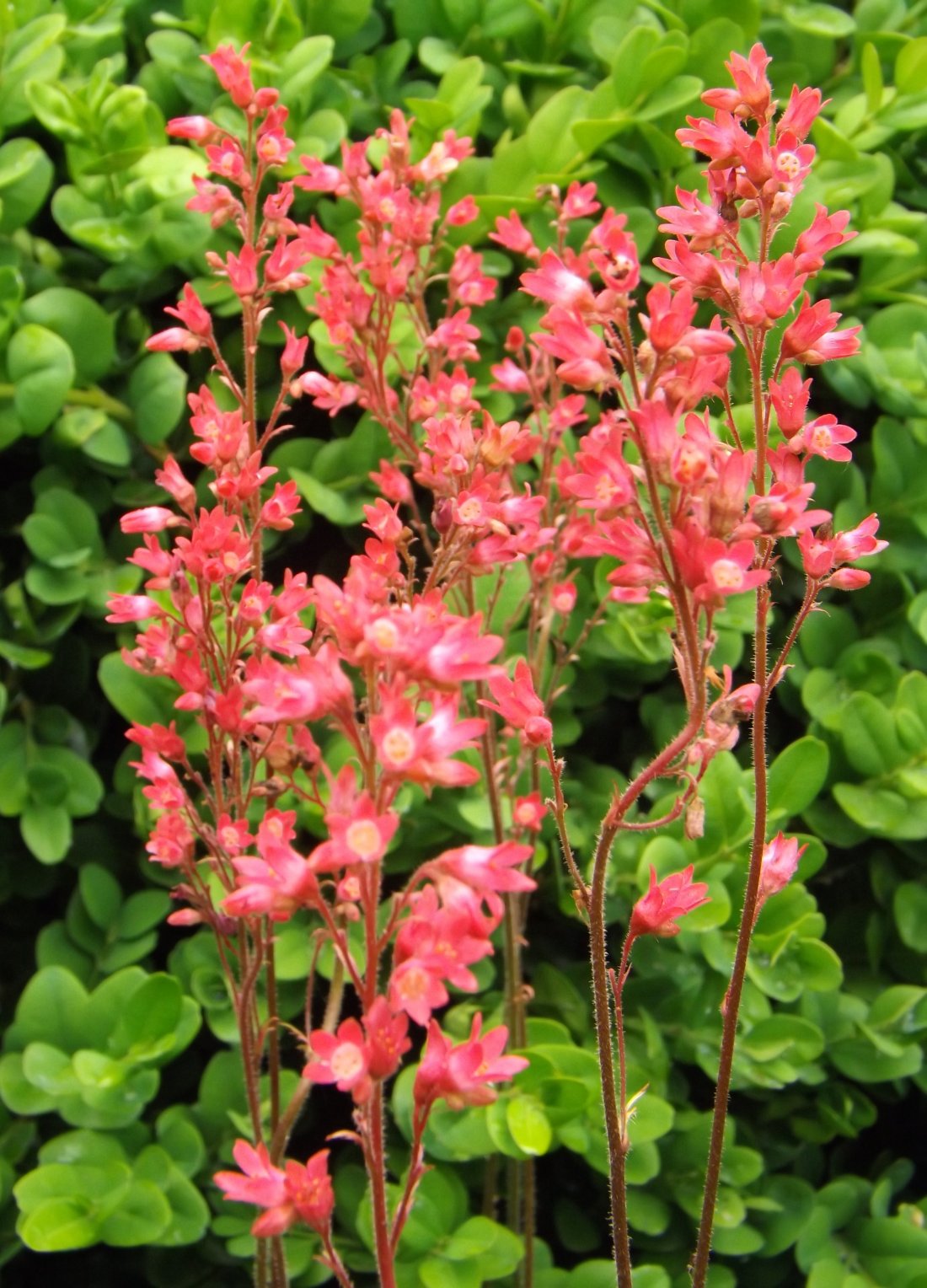 Heuchera sanguinea