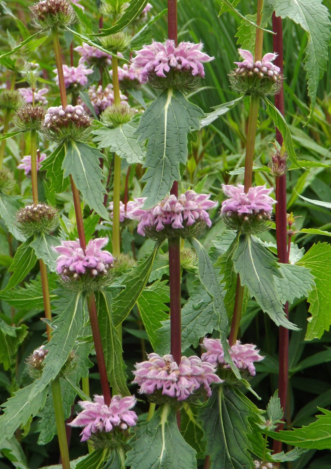 Phlomis tuberosa 'Amazone'