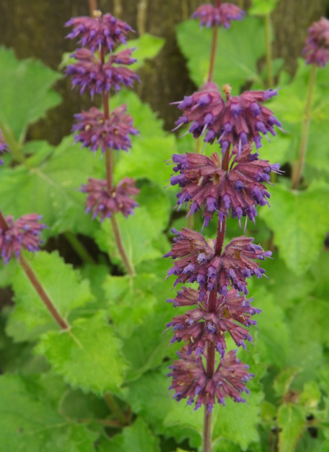 Salvia verticillata 'Purple Rain'