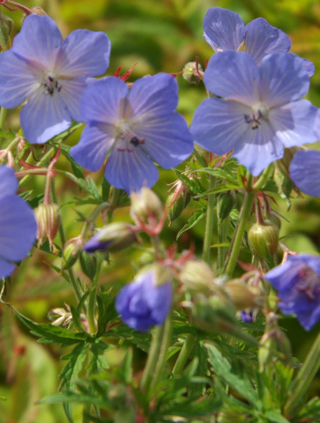 Geranium pratense