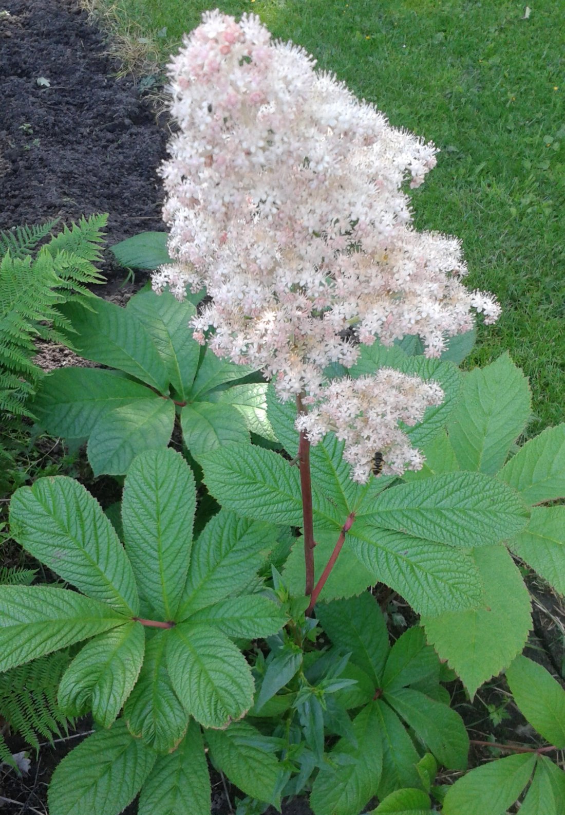 Rodgersia aesculifolia