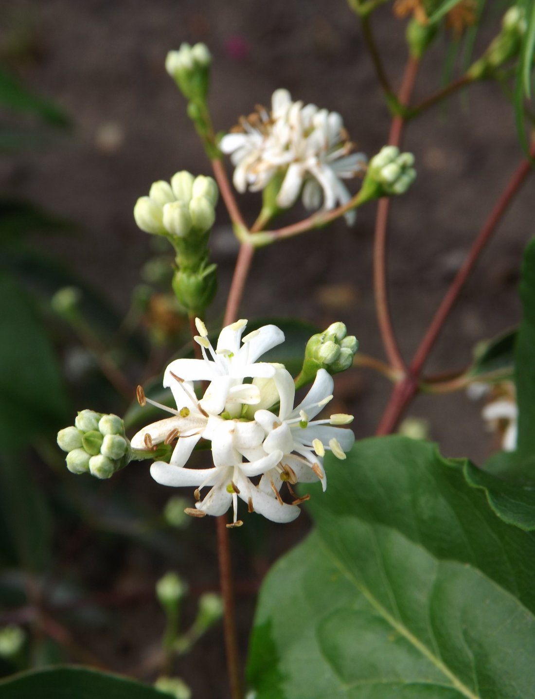 Heptacodium miconioides