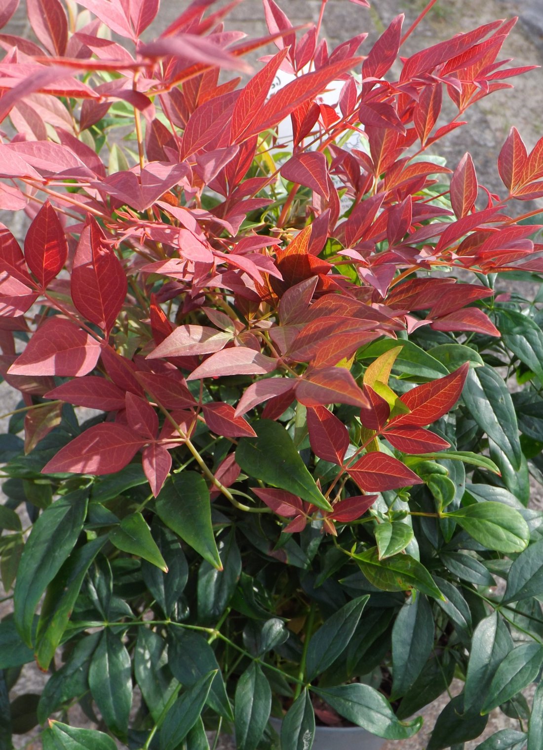 Nandina domestica