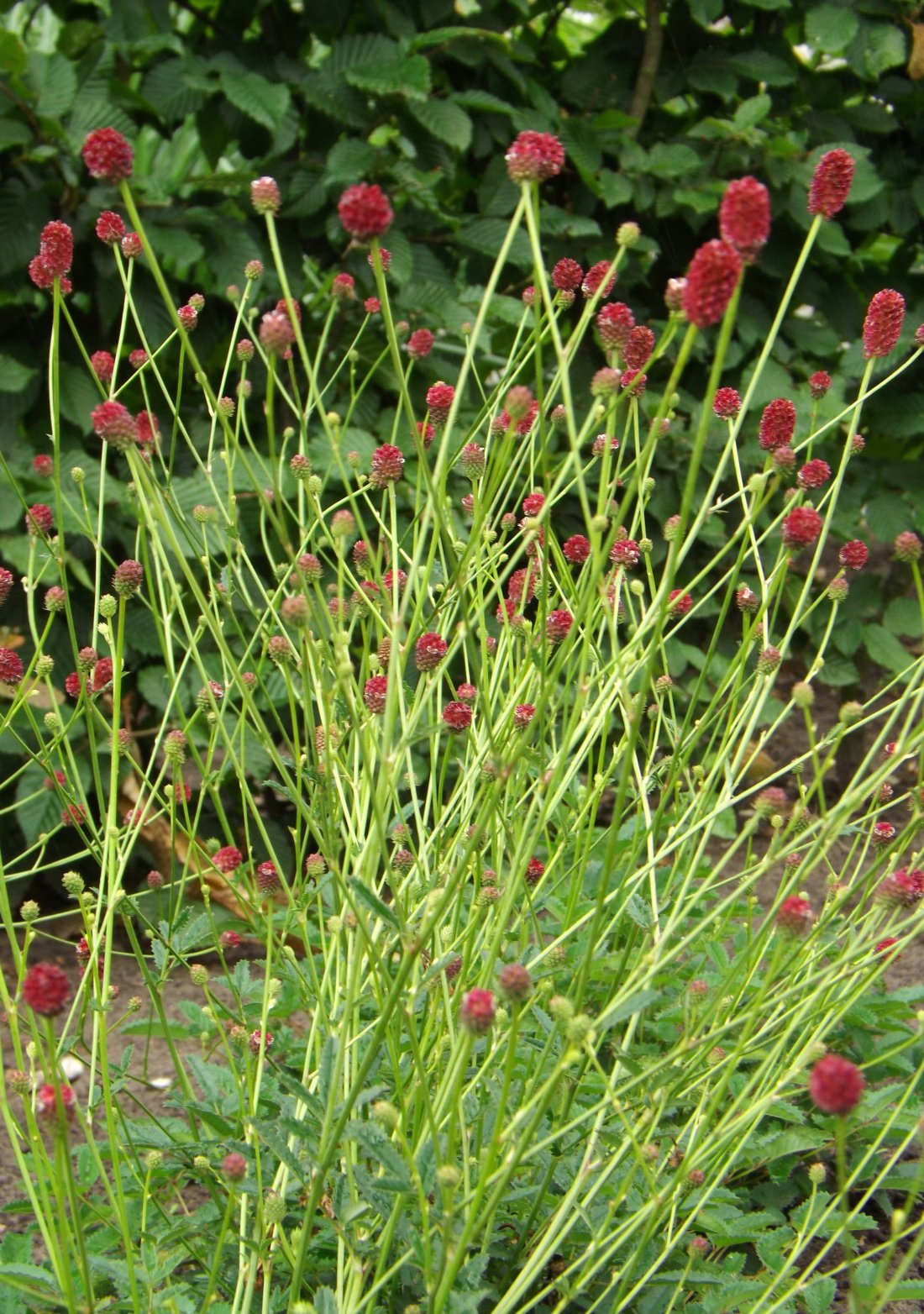 Sanguisorba officinalis 'Tanna'