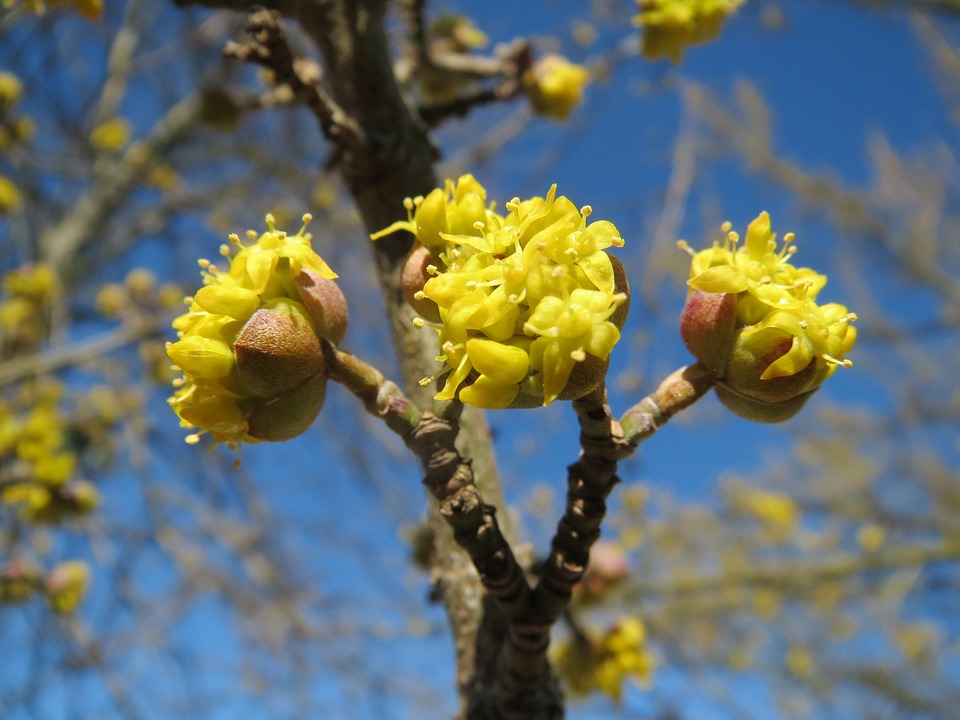 Cornus mas