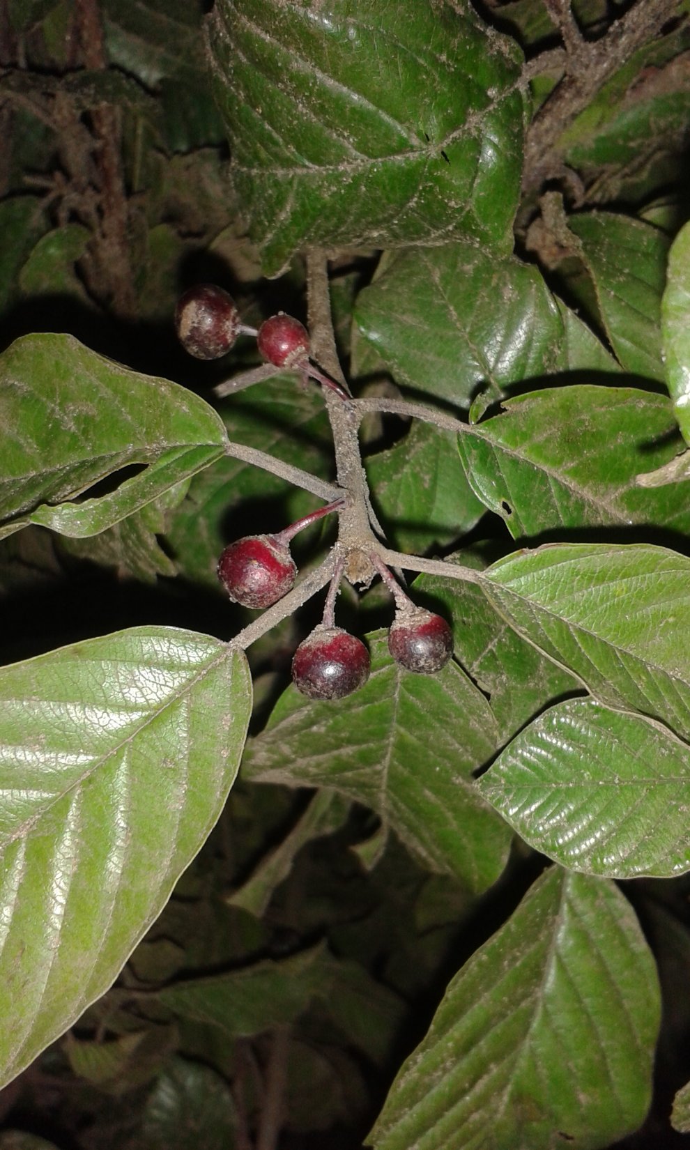 Vuilboom/sporkehout (Rhamnus frangula)