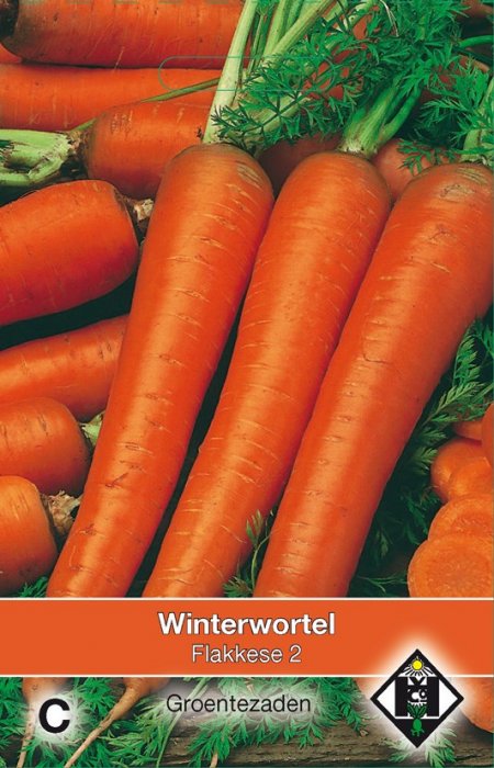 Winterwortel