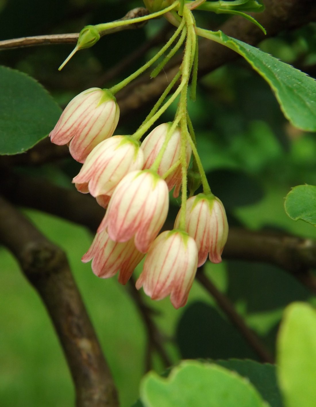 Enkianthus campanulatus