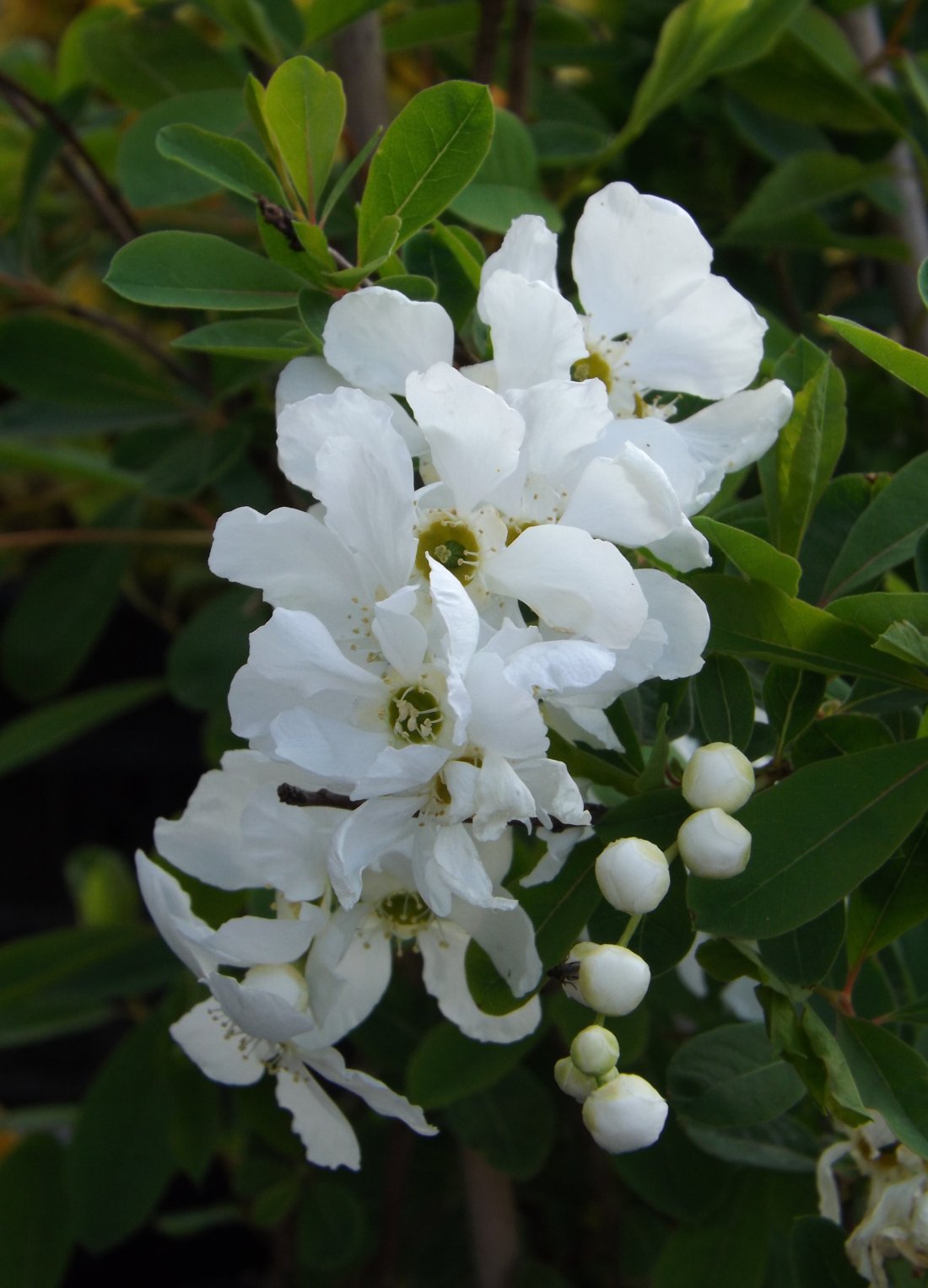 Exochorda macr. 'The Bride'