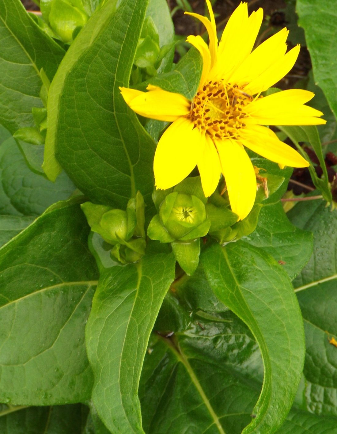 Silphium Maya