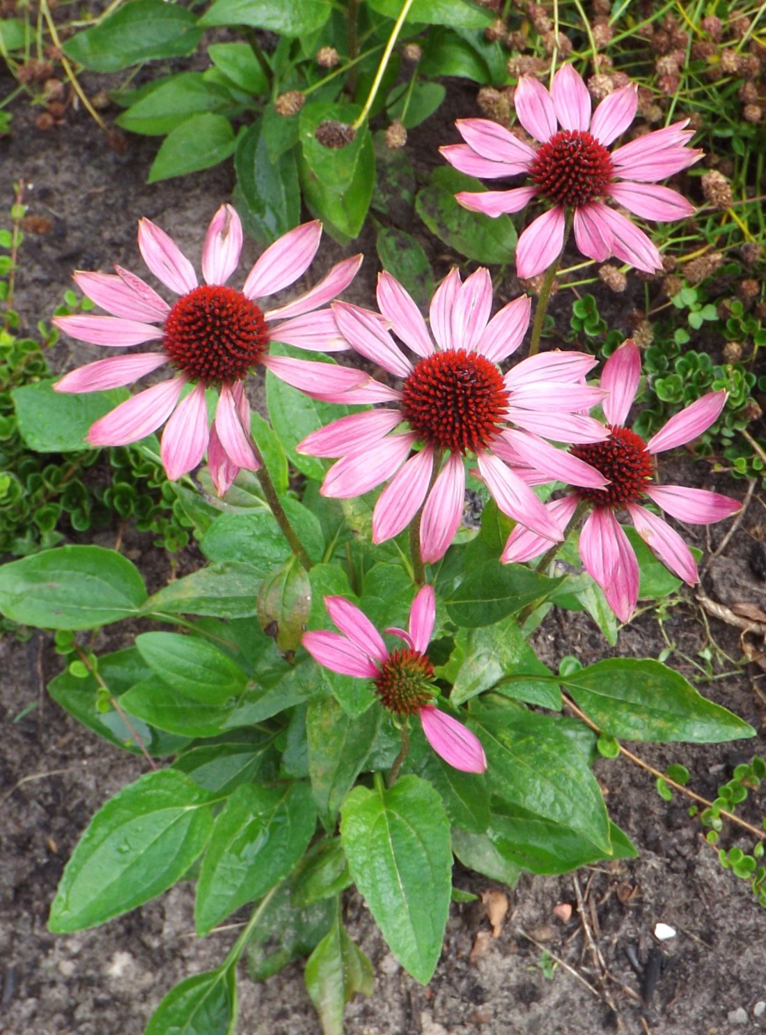 Echinacea purpurea 'Little Magnus'