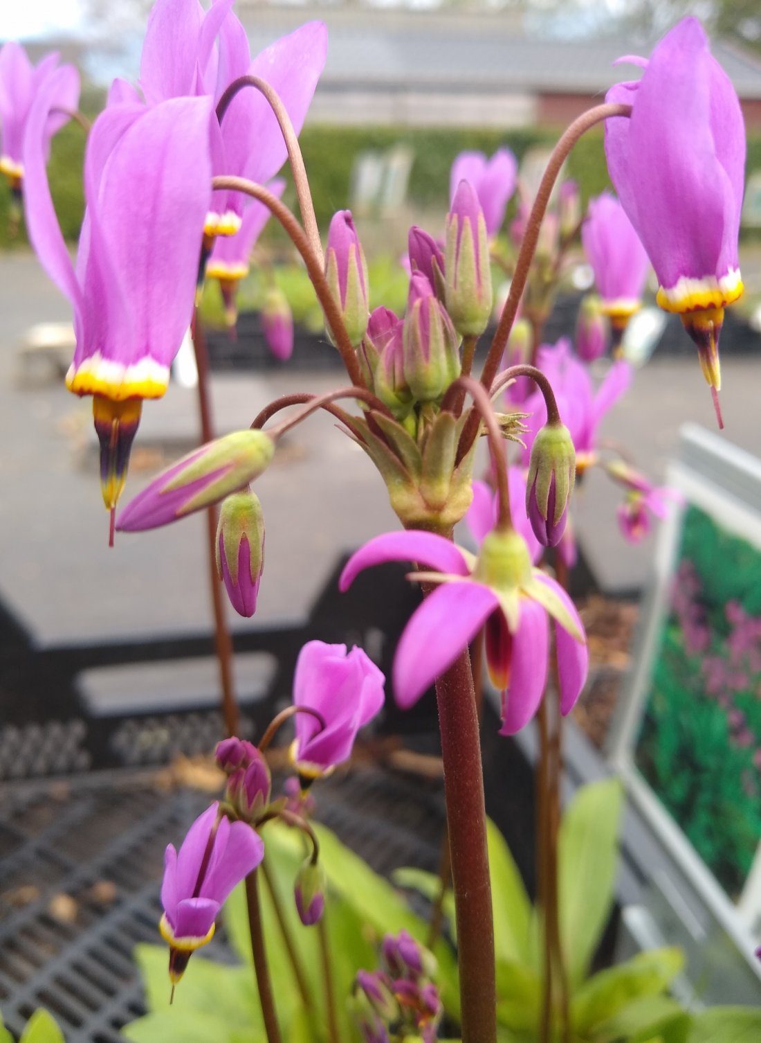 Dodecatheon meadia