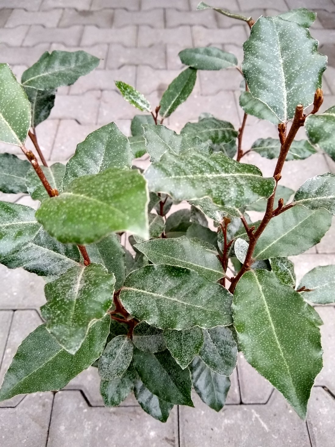 Elaeagnus x ebbingei