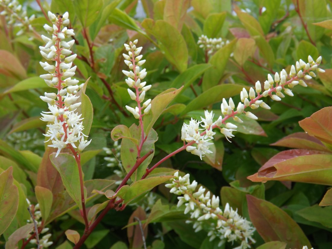 Itea virginica 'Henry's Garnet'
