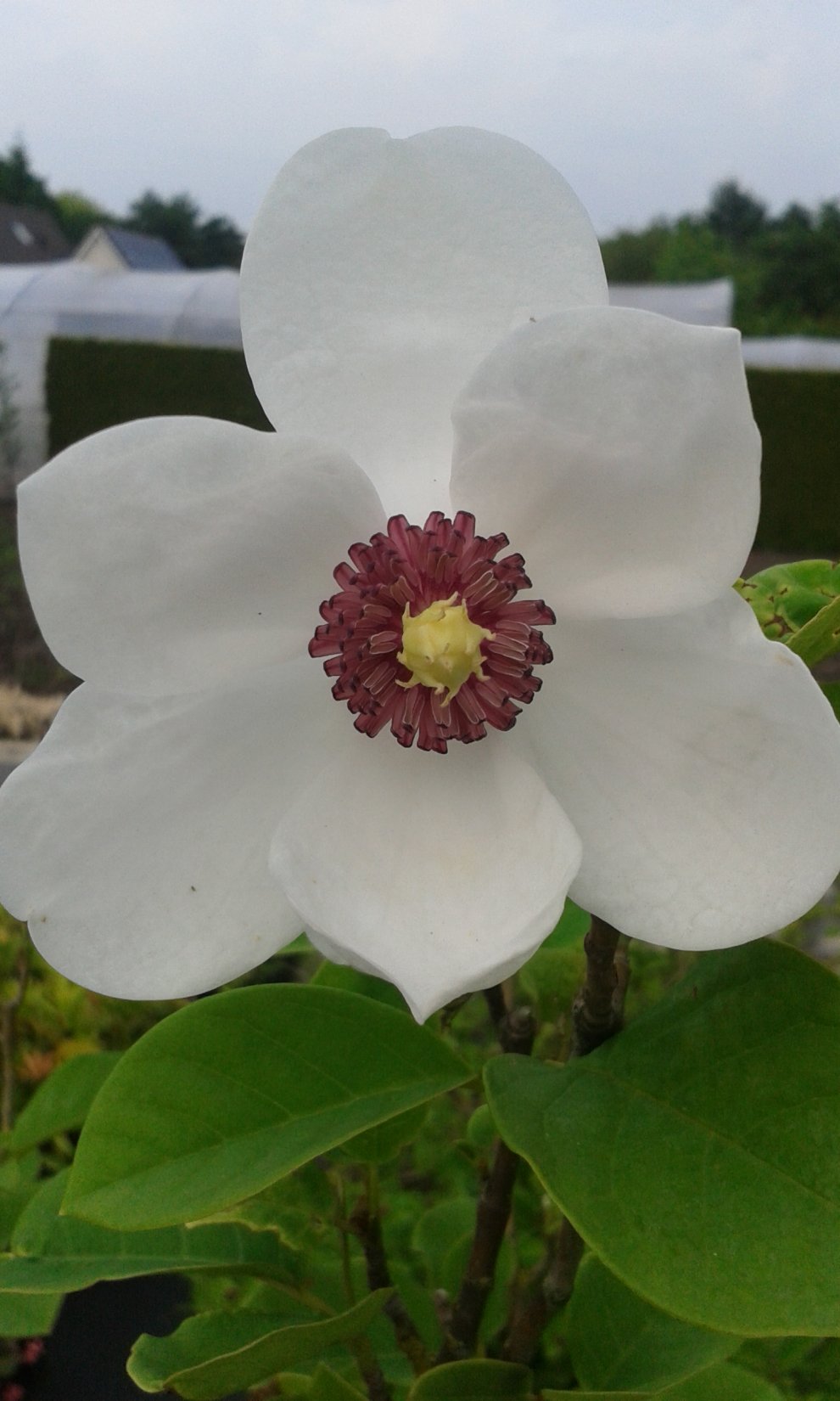 Magnolia sieboldii
