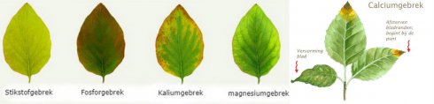 Voedingsstoffengebrek