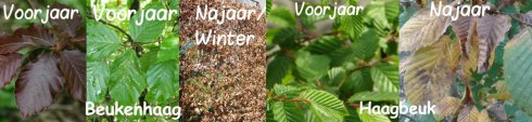 Verschil tussen beukenhaag en haagbeuk!!!