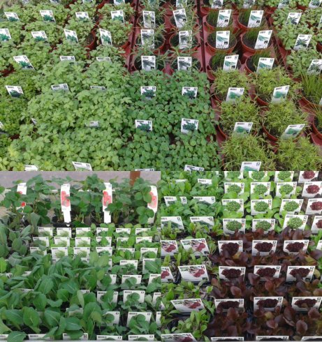 Groente en kruidenplanten