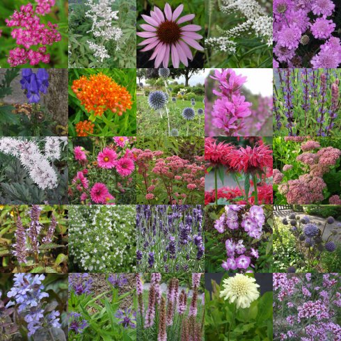 Vlinder en bij lokkende planten