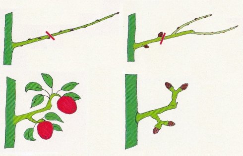 Fruitbomen snoeien