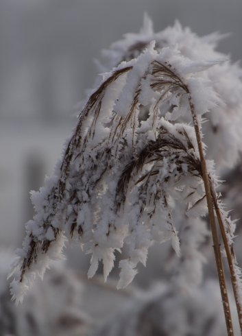 Winter bescherming