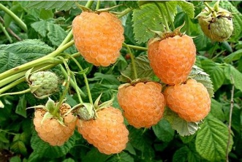 Rubus 'Golden Everest' (zomer/doordrager)