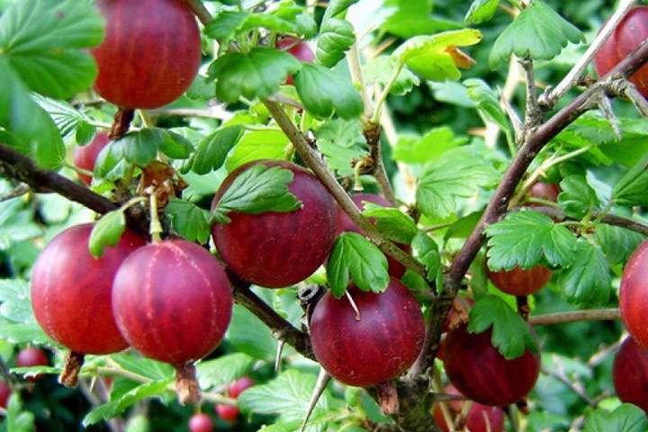 Ribes uva-crispa 'Hinnonmaki Röd'