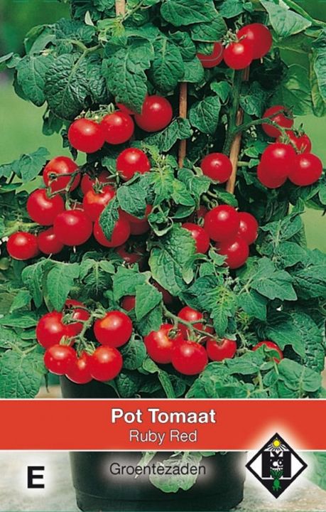 Pot tomaat