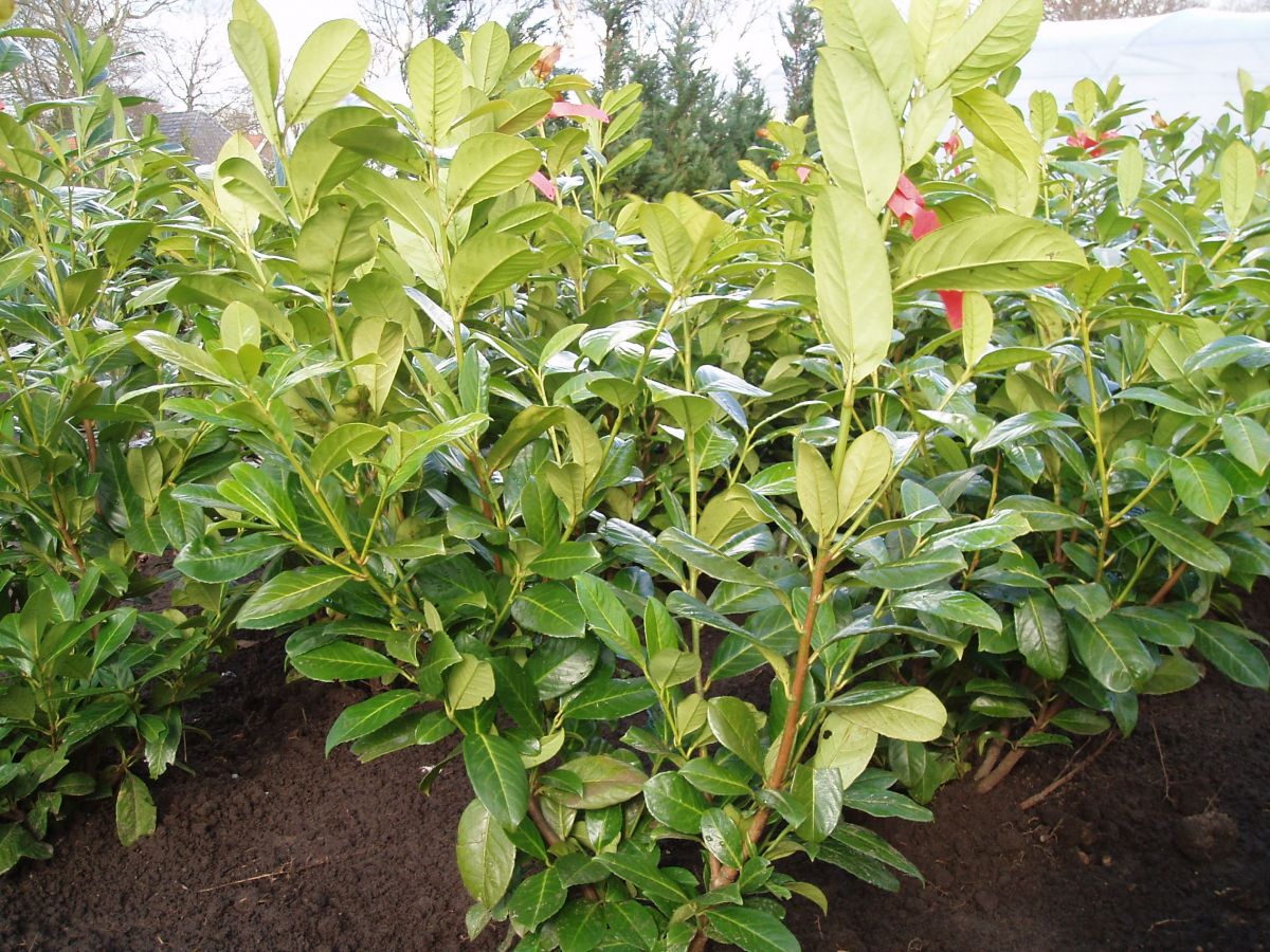 Prunus laur. 'Rotundifolia' 60-80 cm