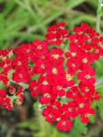 Achillea mil. 'Paprika'