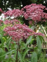 Eupatorium mac.'Atropurpureum'