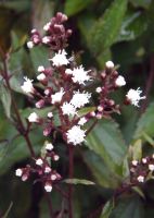 Eupatorium rugosum 'Chocolate'