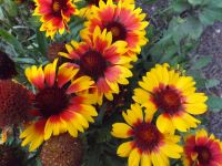 Gaillardia 'Kobold'