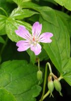 Geranium nodosum