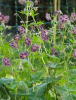 Geranium phaeum