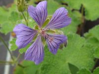 Geranium renardii 'Philippe Vapelle'