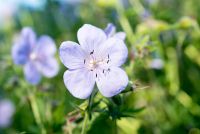 Geranium sanguineum 'Album'