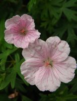 Geranium sang. var. striatum