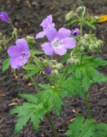 Geranium sylv. 'Mayflower'