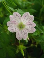 Geranium versicolor