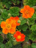 Geum coccineum 'Borisii'