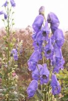 Aconitum henryi 'Spark's Variety'