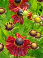 Helenium 'Rubinzwerg'