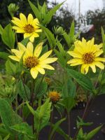 Helianthus 'Lemon Queen'