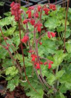 Heuchera x brizoides 'Pluie de Feu'